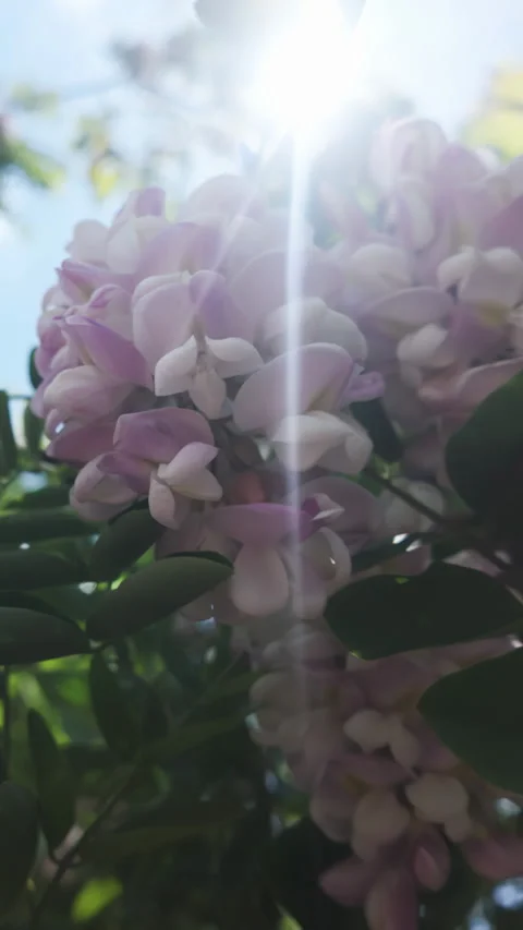 Bunch of white-pink flowers from blooming Pink Acacia, sways in wind against 動画素材 337447639