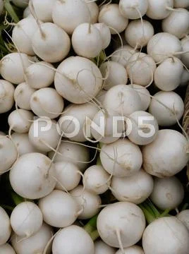Bunch of white radishes Stock Photos