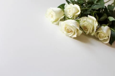 Bunch of white roses on blank surface with copy space for text Stock Photos