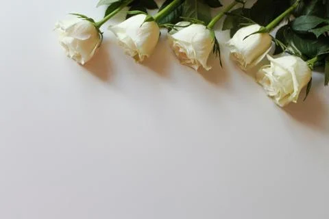 Bunch of white roses on blank surface with copy space for text Stock Photos