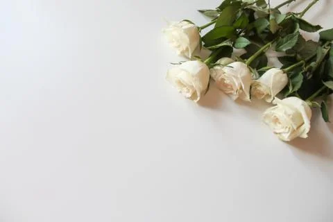 Bunch of white roses on blank surface with copy space for text Stock Photos