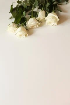 Bunch of white roses on blank surface with copy space for text Stock Photos