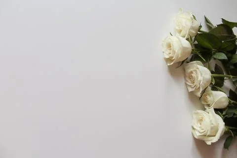 Bunch of white roses on blank surface with copy space for text Stock Photos