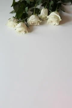 Bunch of white roses on blank surface with copy space for text Stock Photos