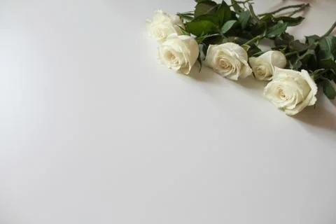 Bunch of white roses on blank surface with copy space for text Stock Photos