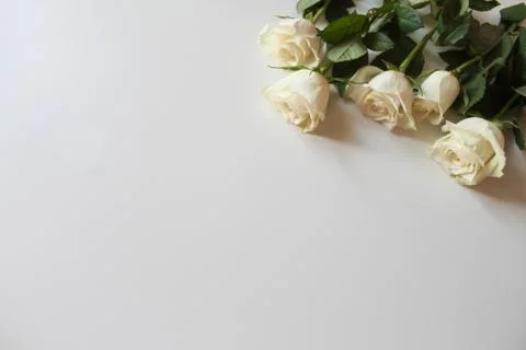 Bunch of white roses on blank surface with copy space for text Stock Photos