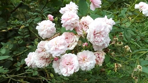 A bunch of white roses blooming on a tree Stock-Footage 124402359