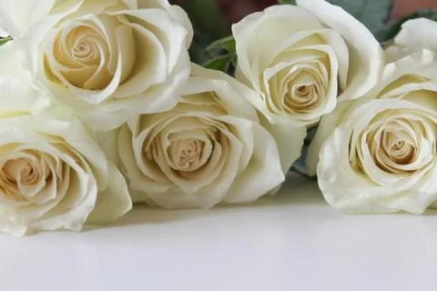 Bunch of white roses close up on blank surface Stock Photos