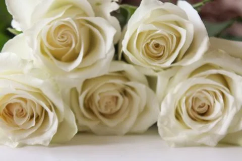 Bunch of white roses close up on blank surface Stock Photos
