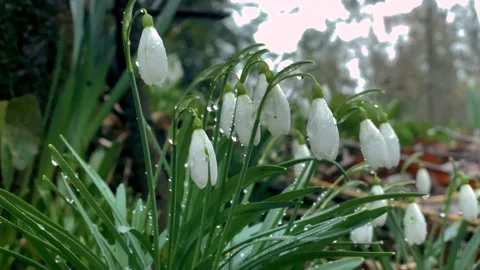 Bunch of White Snowdrops. Stock Footage 149448262