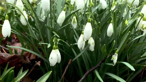 Bunch of White Snowdrops. Stock Footage 149448280