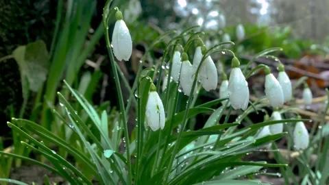 Bunch of White Snowdrops. Stock Footage 149448282