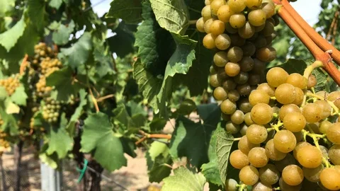 Bunch of white vine grape berries on trunk in vineyard Stock Footage 93740995