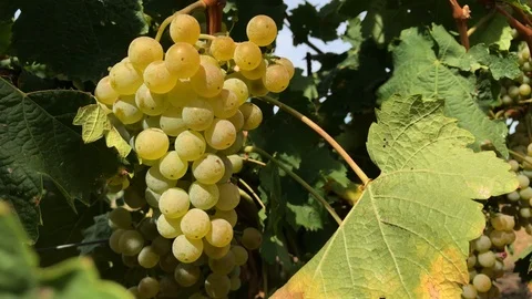 Bunch of white vine grape at vineyard farm under sunlight Stock Footage 93668794