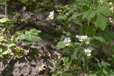 A bunch of white violets growing in a forest 库存照片