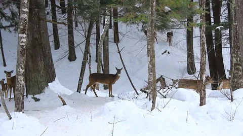 A bunch of whitetail deer Stock Footage 40646138