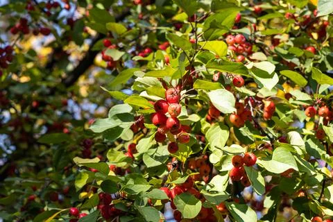 A bunch of wild apple tree with small bright red apples and green and yellow Stock Photos