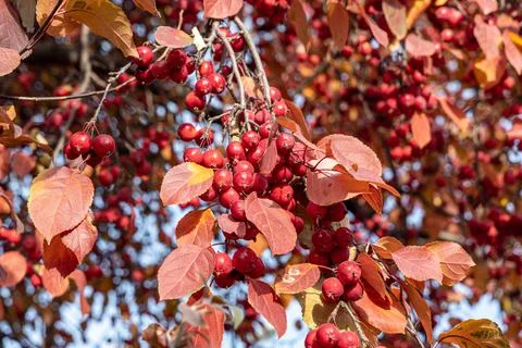 Bunch of wild apple tree with small bright red apples and orange leaves Stock Photos