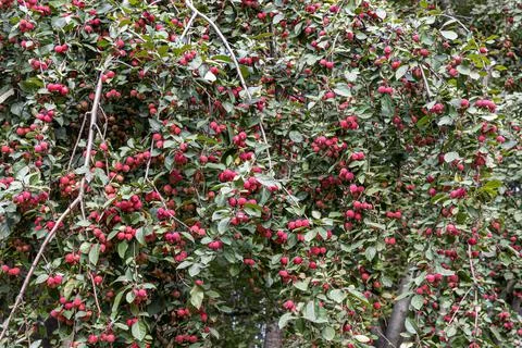 Bunch of wild apple tree with small bright red apples and green leaves Stock Photos