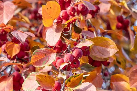 Bunch of wild apple tree with small bright red apples and orange leaves Stock Photos