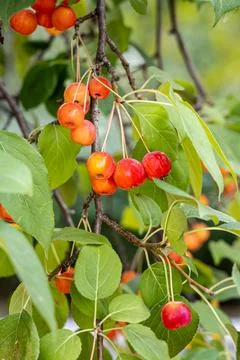 A bunch of wild apple tree with small bright red apples and green and yellow Stock Photos