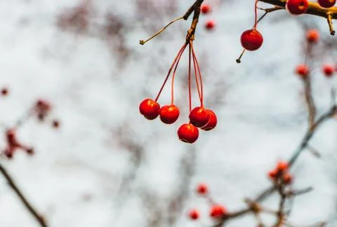 A bunch of wild apple tree without foliage and with small bright red apples i Stock Photos