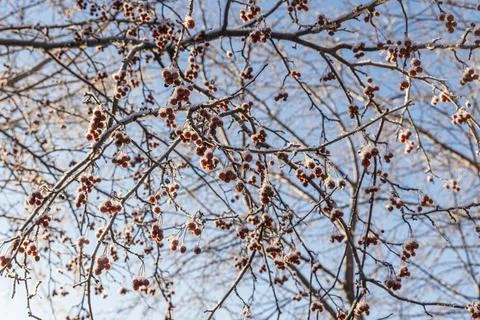 A bunch of wild apple tree without foliage and with small bright red apples.. Stock Photos