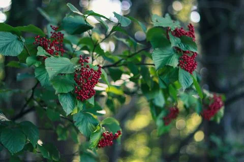 A bunch of wild berries Stock Photos