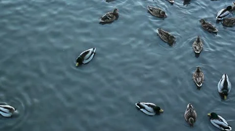 Bunch of wild ducks Stock Footage 21883217