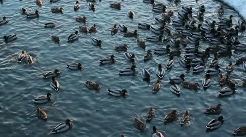 Bunch of wild ducks Stock Footage 21887432
