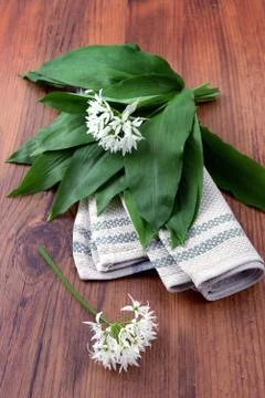 Bunch of wild garlic (ramson) in springtime. Foto stock