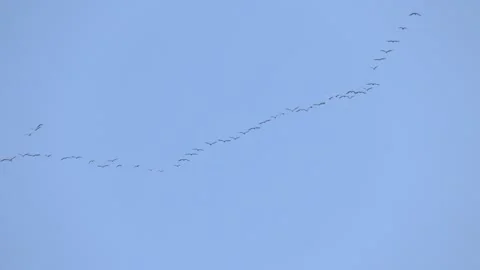 Bunch of wild geese in the sky Stock Footage 281914224