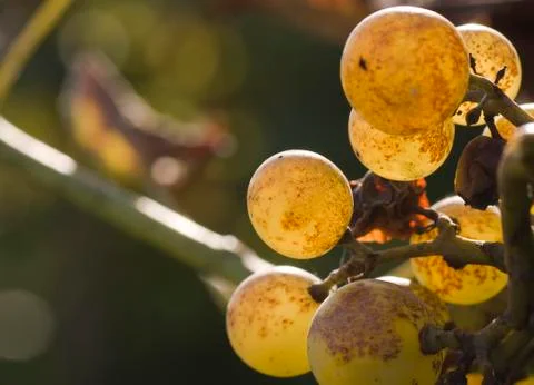 Bunch of wild grape Stock Photos