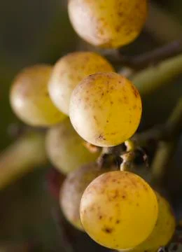 Bunch of wild grape Stock Photos