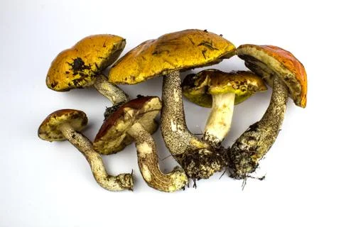 A bunch of wild mushrooms, isolate on white. Stock Photos