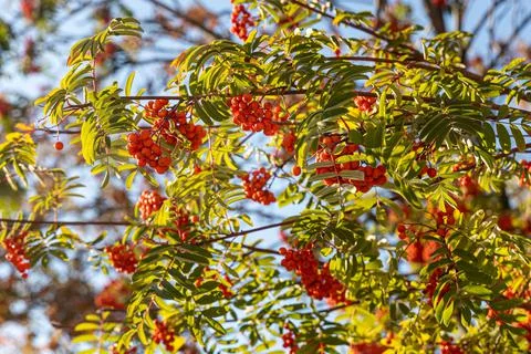 Bunch of wild rowan tree with small bright orange berries and green and yellow Foto stock