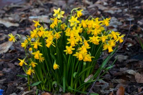 Bunch of wild small daffodils 写真素材