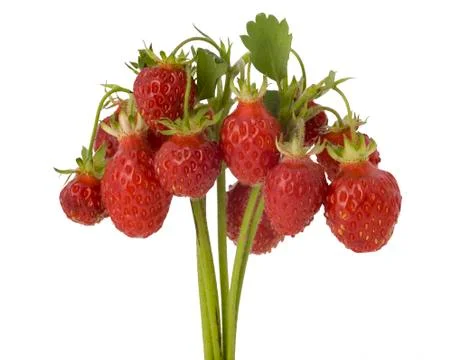 Bunch of wild strawberry Stock Photos