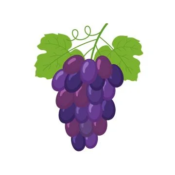 Bunch of wine grapes Stock Illustration