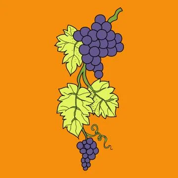 Bunch of wine grapes with leaf flat purple vector Stock Illustration