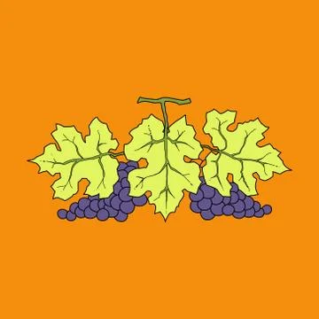 Bunch of wine grapes with leaf flat purple vector Stock Illustration