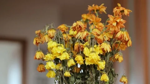 A bunch of withered flowers 库存影片 82543939