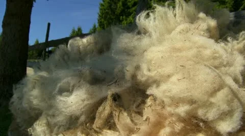 Bunch of wool on the meadow after shearing sheep Stock Footage