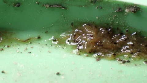 A bunch of worm-like larvae in slime Stock Footage 161410617
