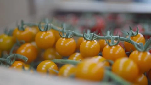 A bunch of yellow and red tomatoes are hanging from a vine Stock-Footage 297840900