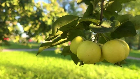 Bunch of yellow apples on brunch swaying on the wind, green grass background Stock-Footage 304657242