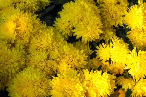 Bunch of yellow Chrysanthemum pattern background wallpaper. Stock Photos