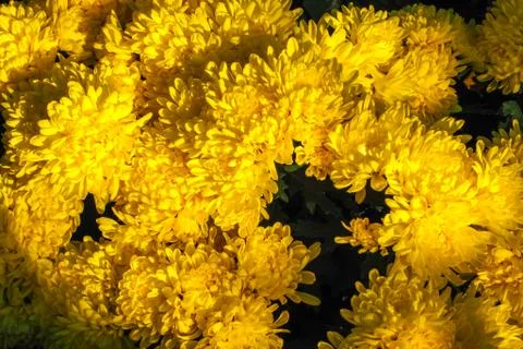 Bunch of yellow Chrysanthemum pattern background wallpaper. Stock Photos