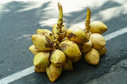 A bunch of yellow coconuts lie on a road Stock Photos