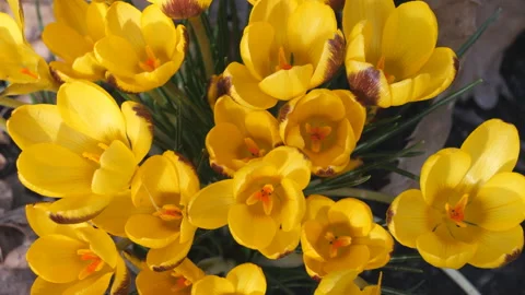 A bunch of yellow crocus flowers. Stock Footage 124294531